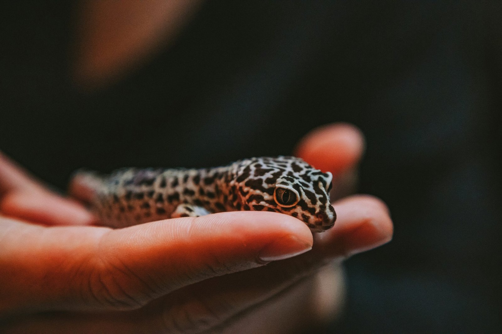 a close up of a person holding a small animal