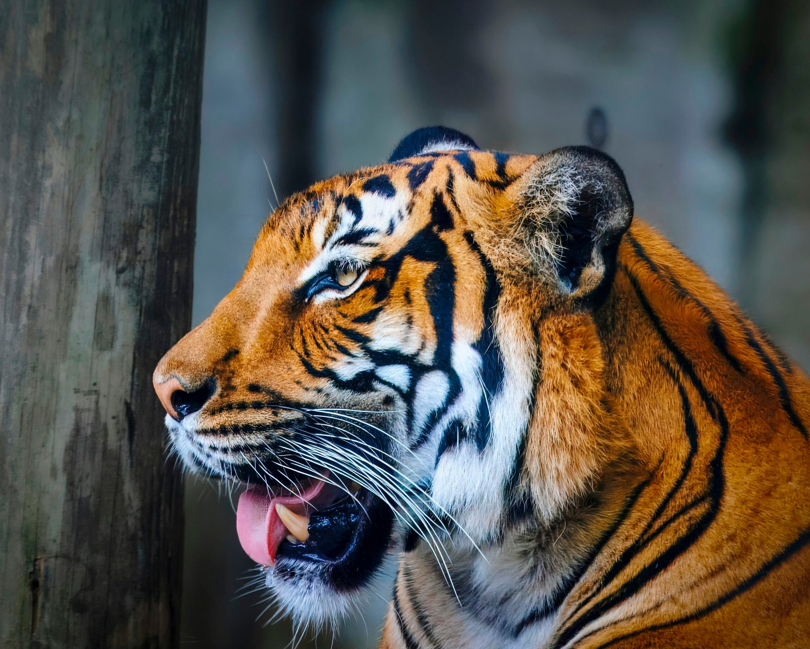 A tiger yawns while standing next to a tree