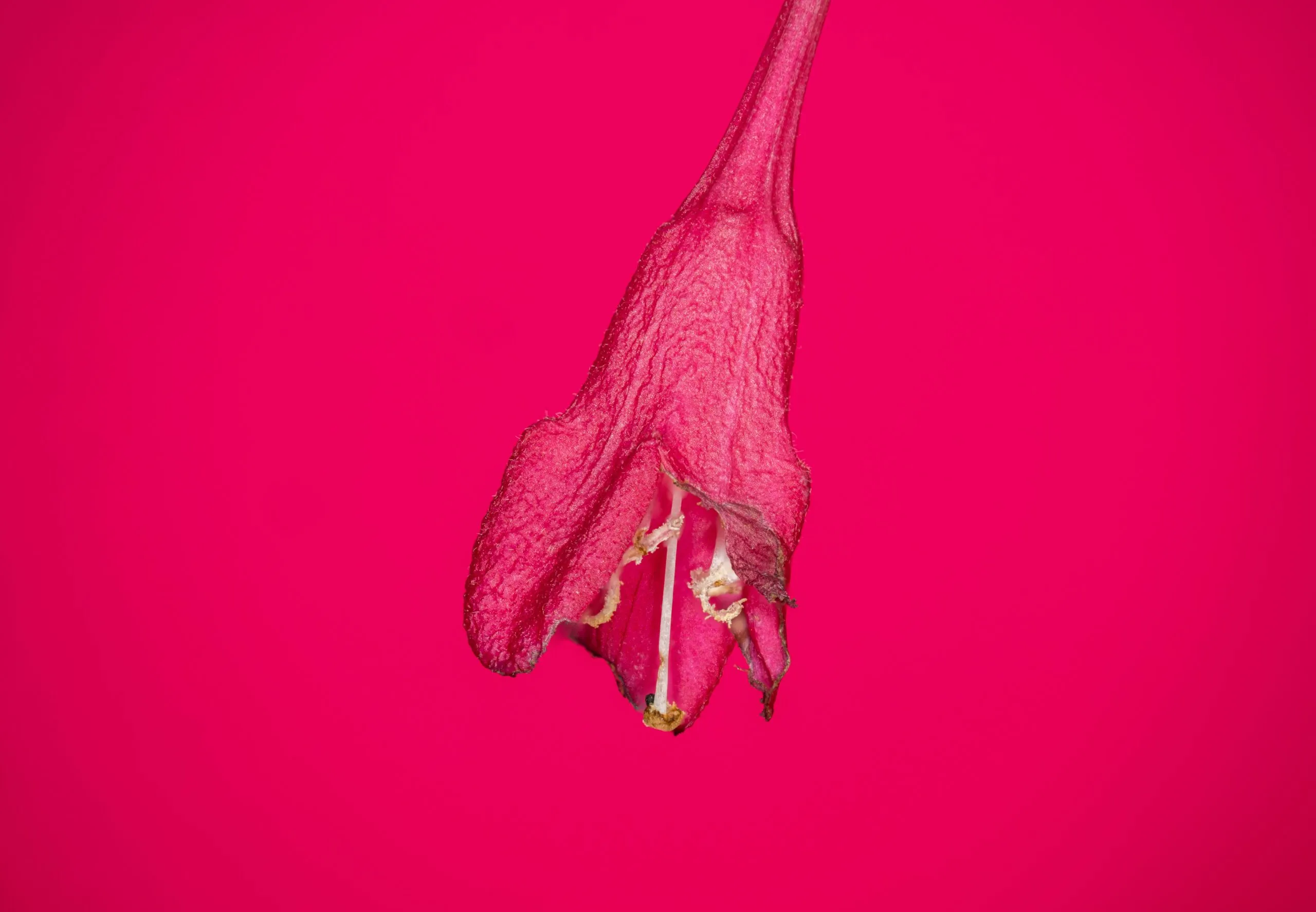 A pink flower on a pink background