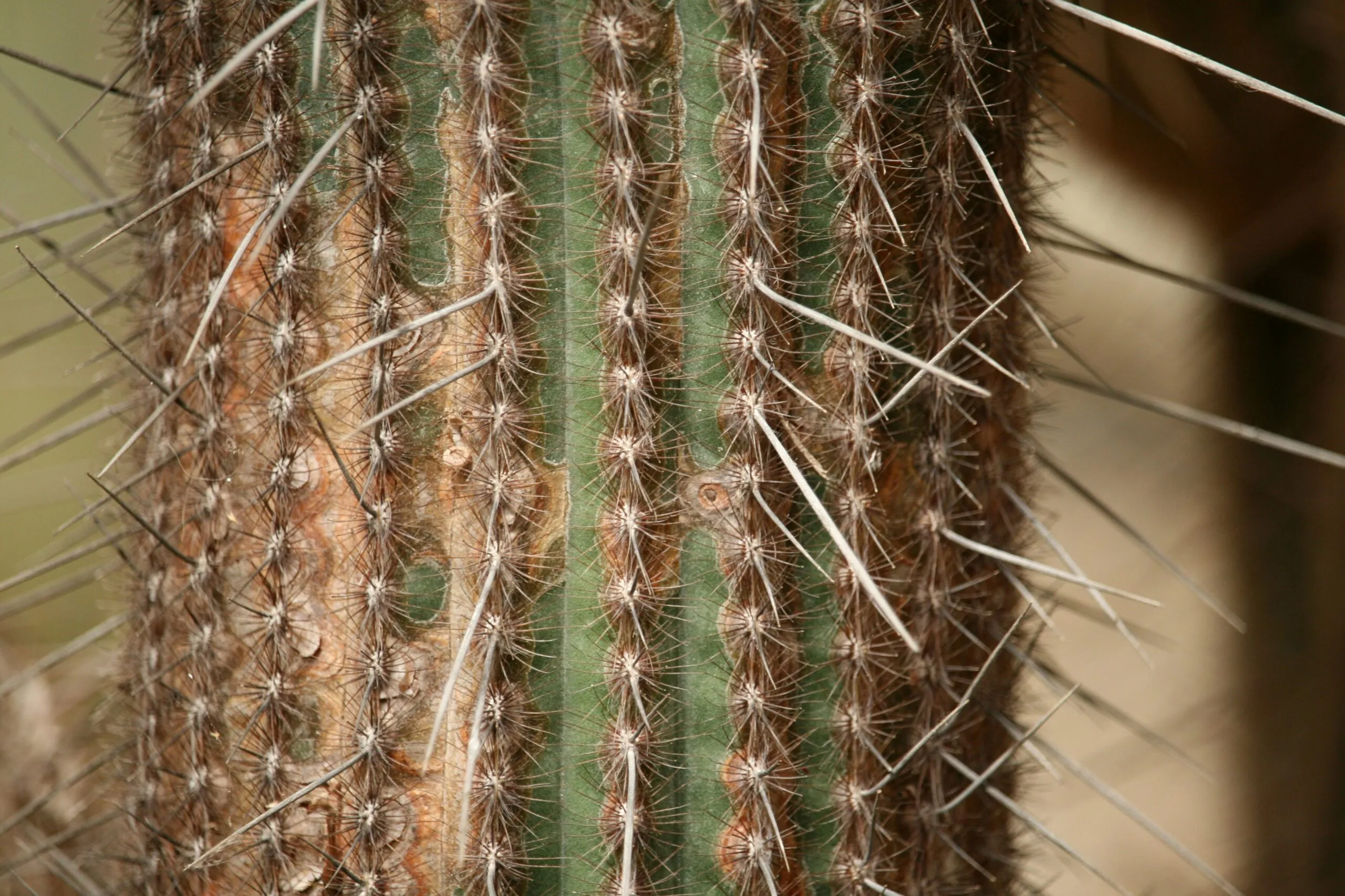 A close up of a cactus with long needles