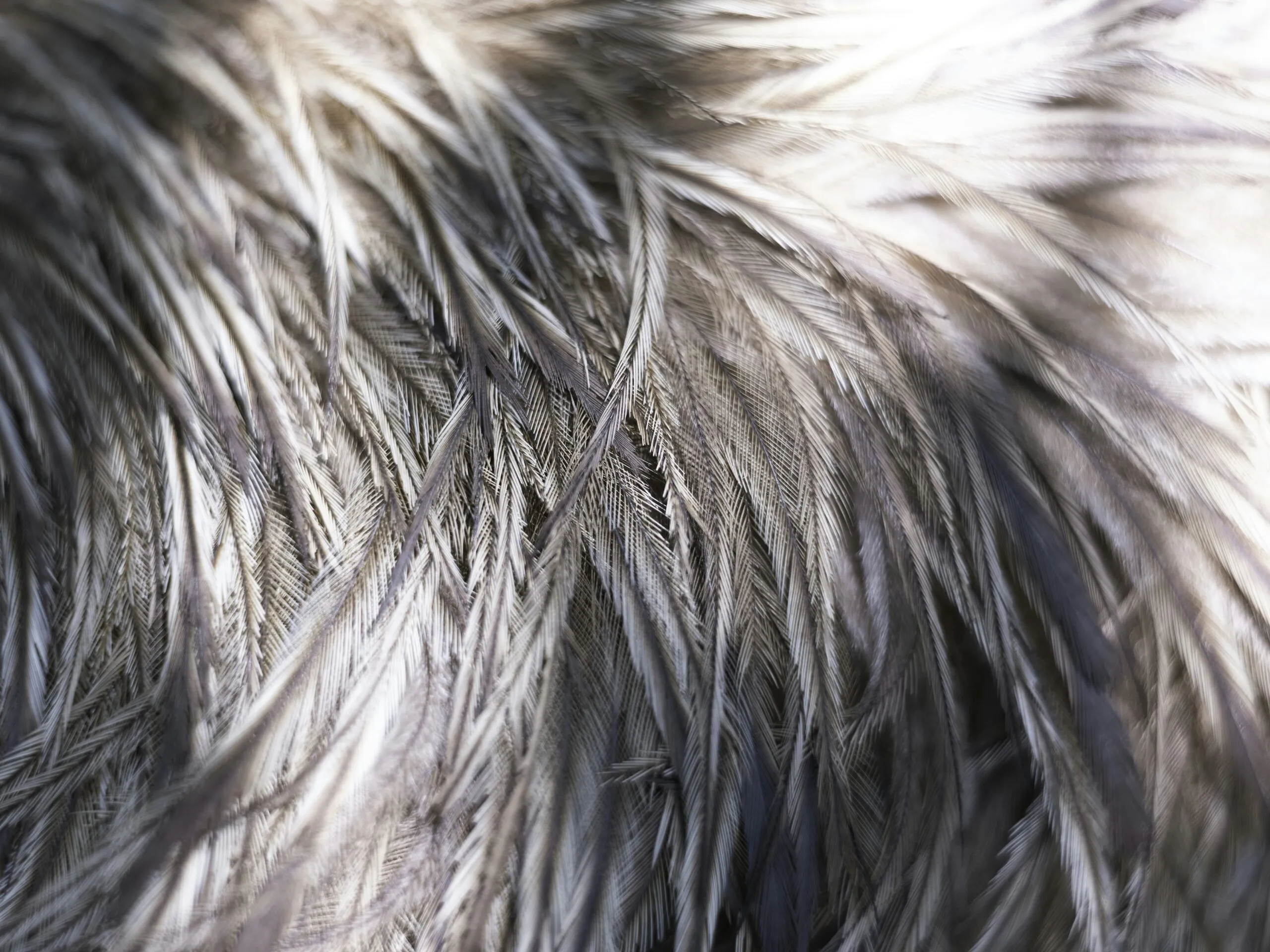 Close-up of soft, fluffy feathers in neutral tones.