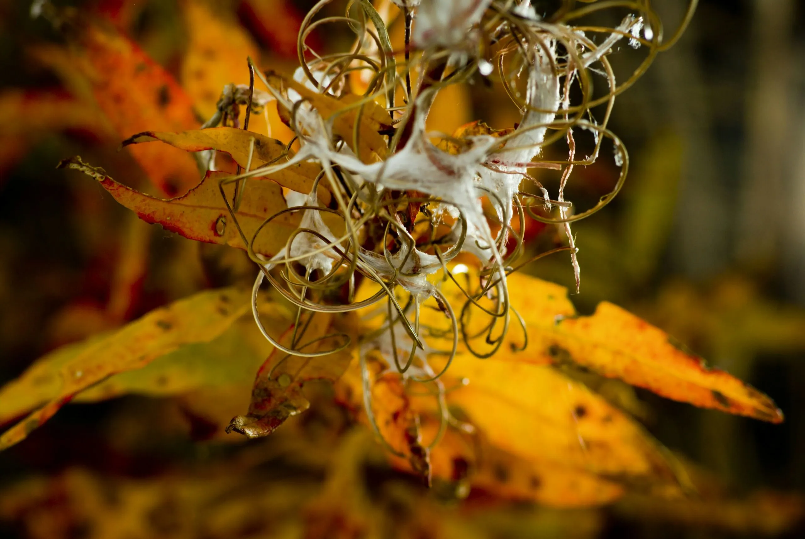 a close up of a plant with lots of leaves