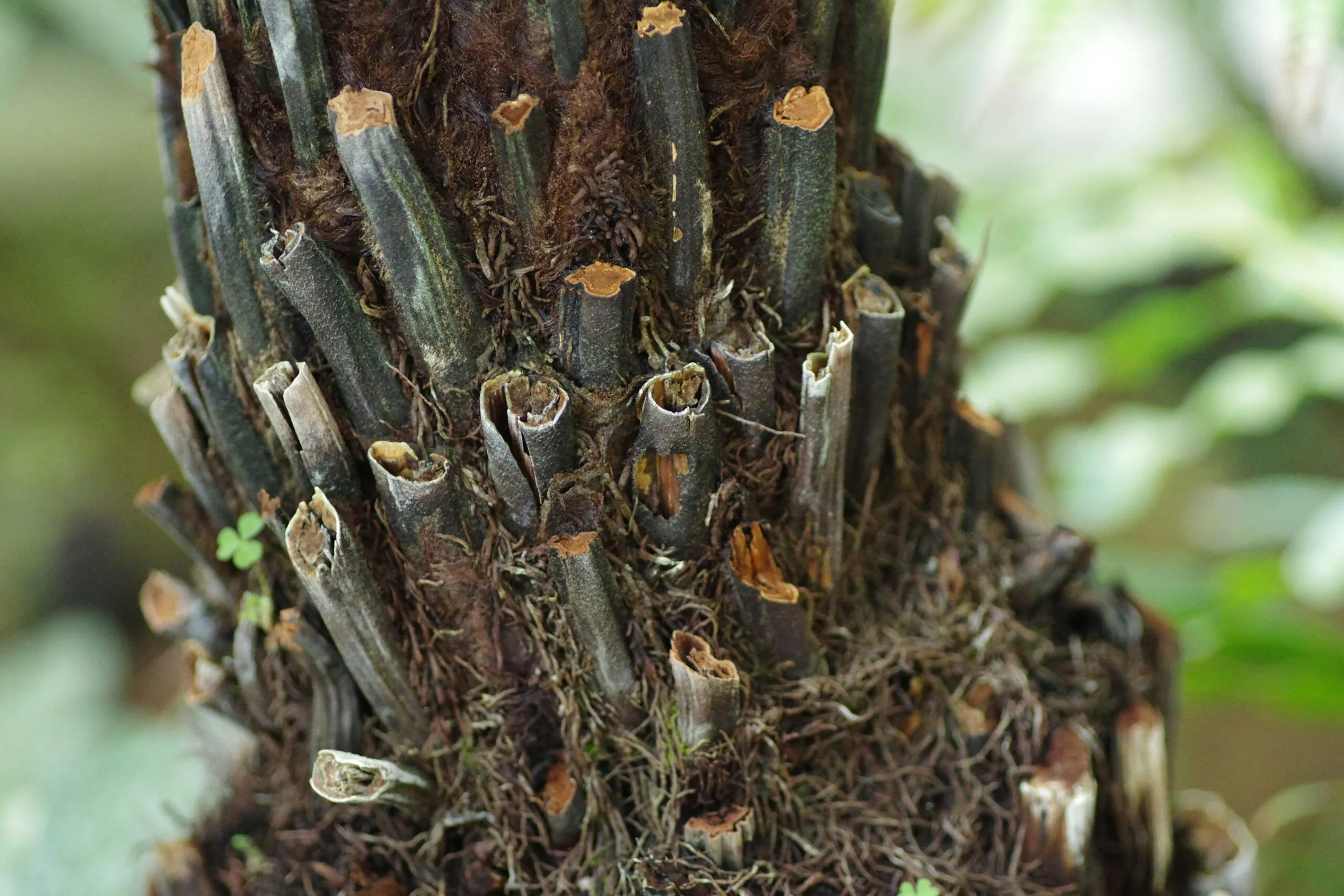 A close up of a tree with many branches