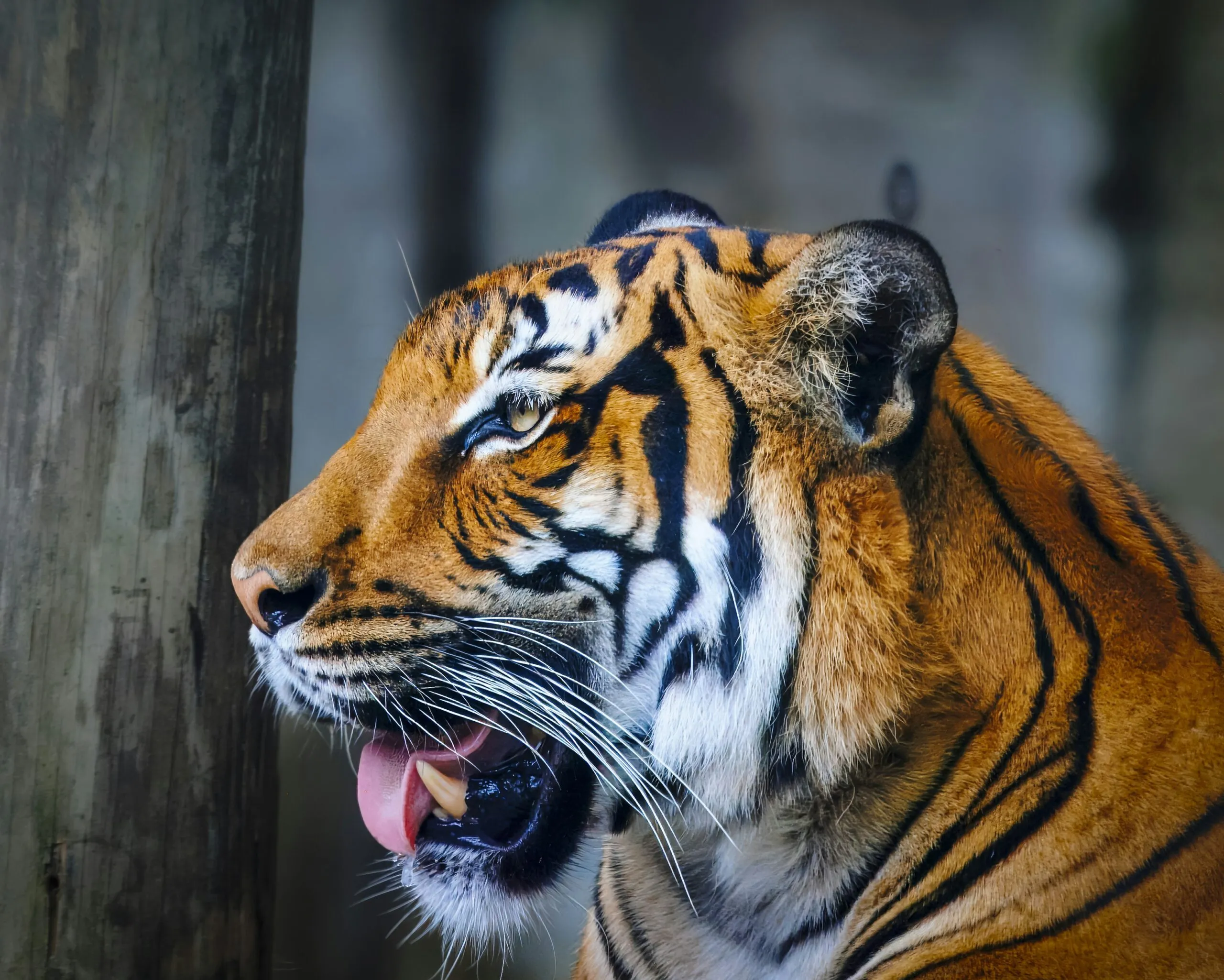 A tiger yawns while standing next to a tree