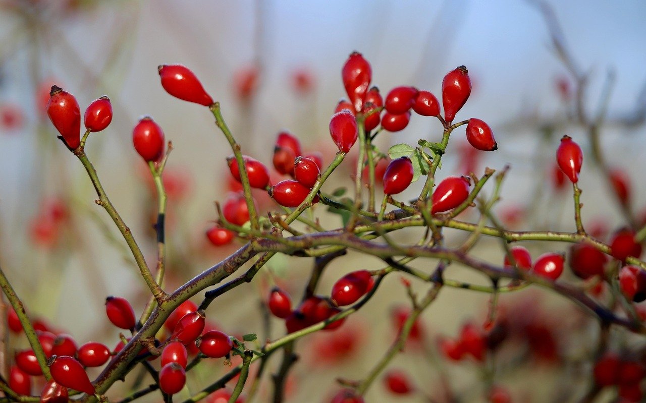 rosehips, roses, aggregate fruits, nature, vitamins, itching powder, nuts, plant, harvested fruit, red, seeds