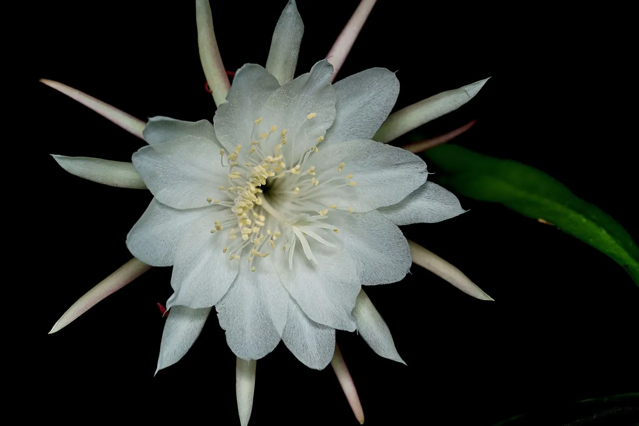 vine-like moonlight cactus, flower, flora, flower background, flower wallpaper, beautiful flowers, nature, selenicereus spinulosus, macro