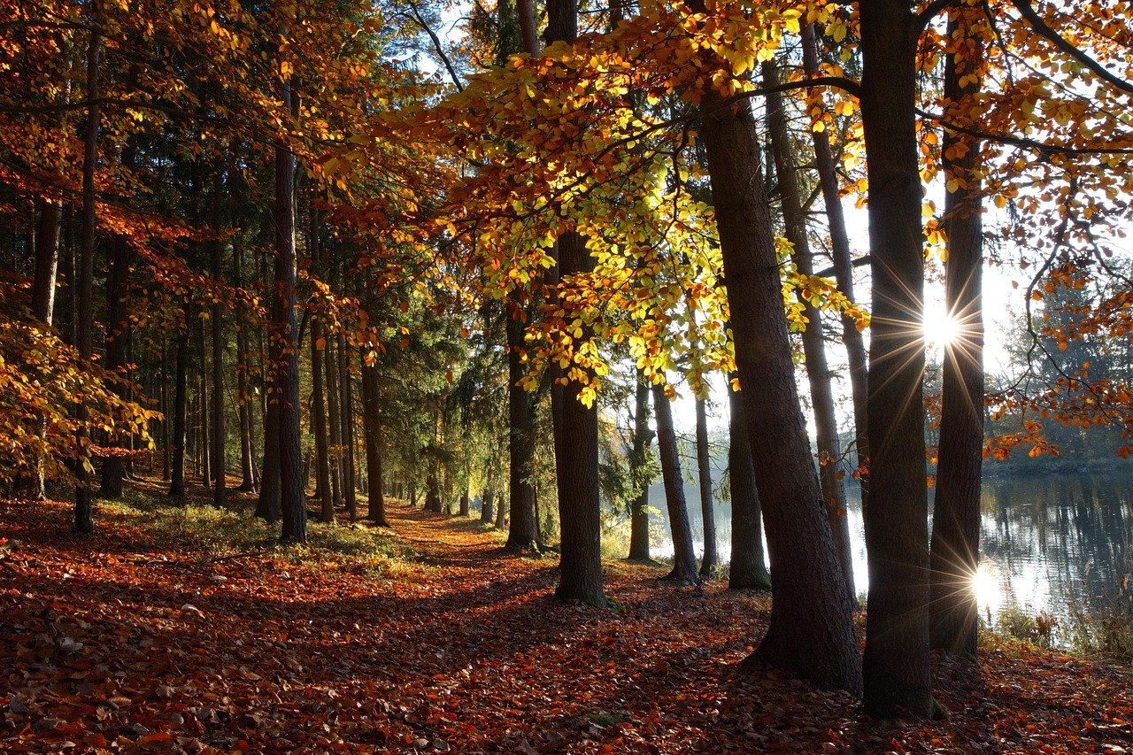autumn, forest, lake, fall, nature, leaves, trees, country, park
