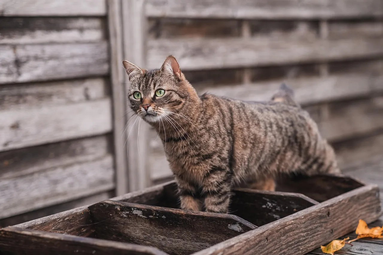 animal, feline, cat, nature, mammal, pet, tabby, breed, whiskers, fur