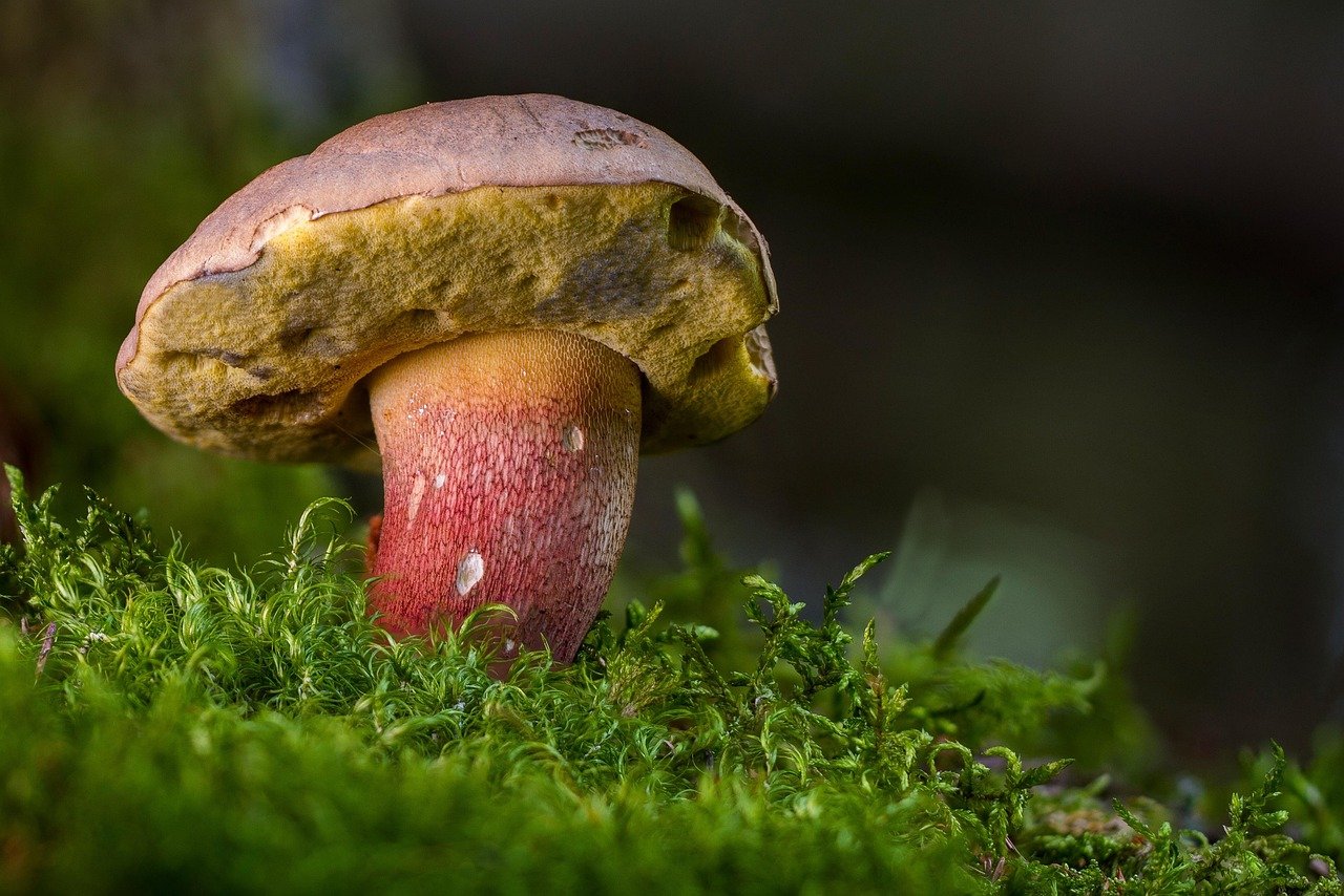 beautiful foot boletus, mushroom, forest mushroom, sponge mushroom, boletus calopus, rac, inedible, mushroom, mushroom, mushroom, mushroom, mushroom