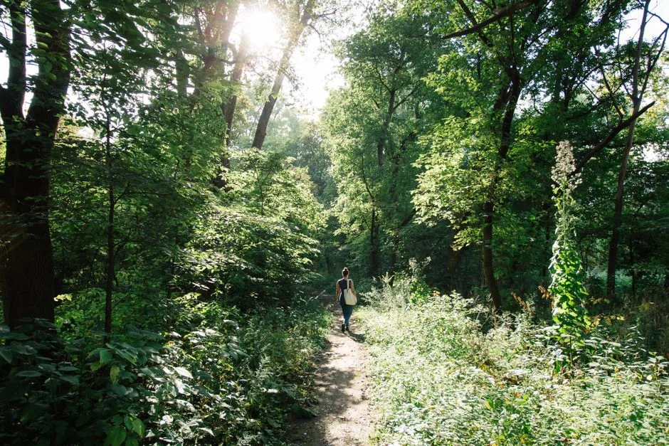 A person walking along a sunlit trail in a lush green forest, capturing nature's tranquility.