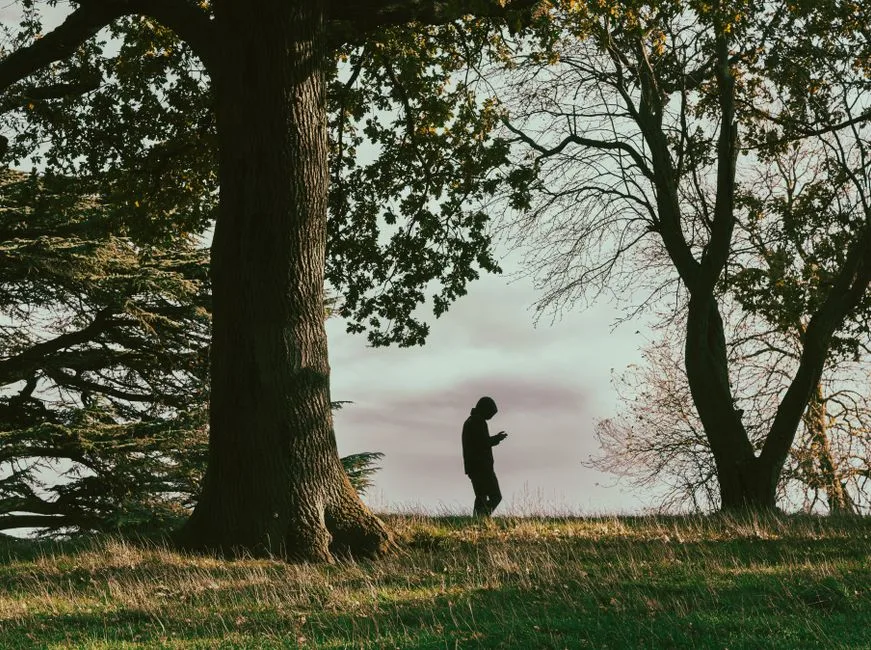 A lone person walks through a tranquil forest with towering trees at dusk, creating a serene atmosphere.