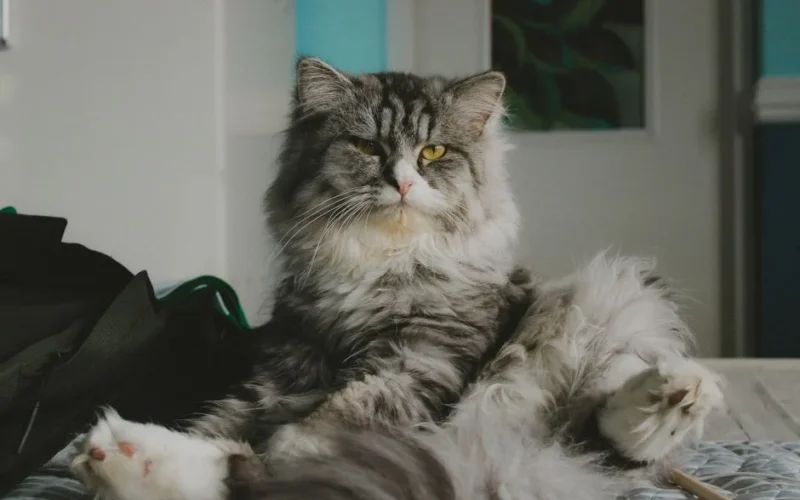 Adorable fluffy grey cat sitting on a bed indoors, looking relaxed and cute.