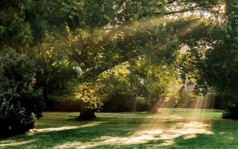 Sunbeams through lush trees in a tranquil park setting in Gotha, Thuringia.